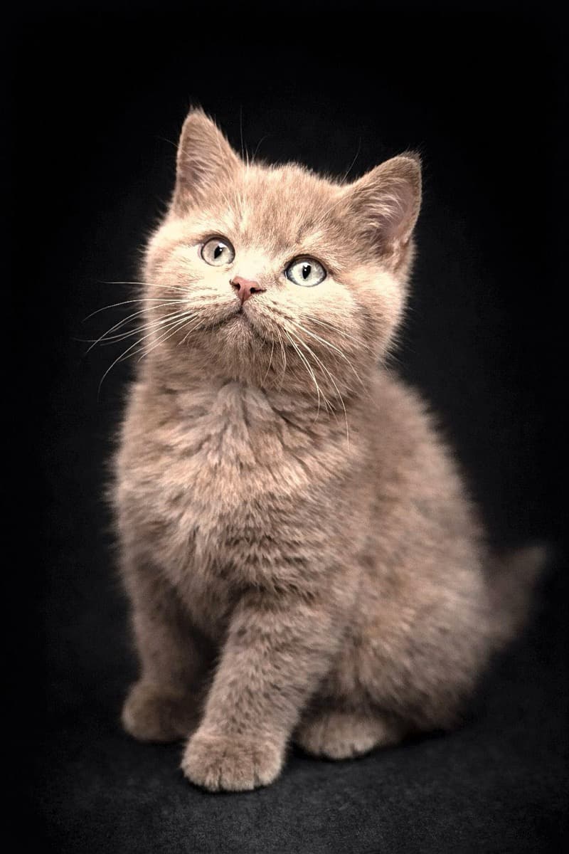 Chaton lilac portrait